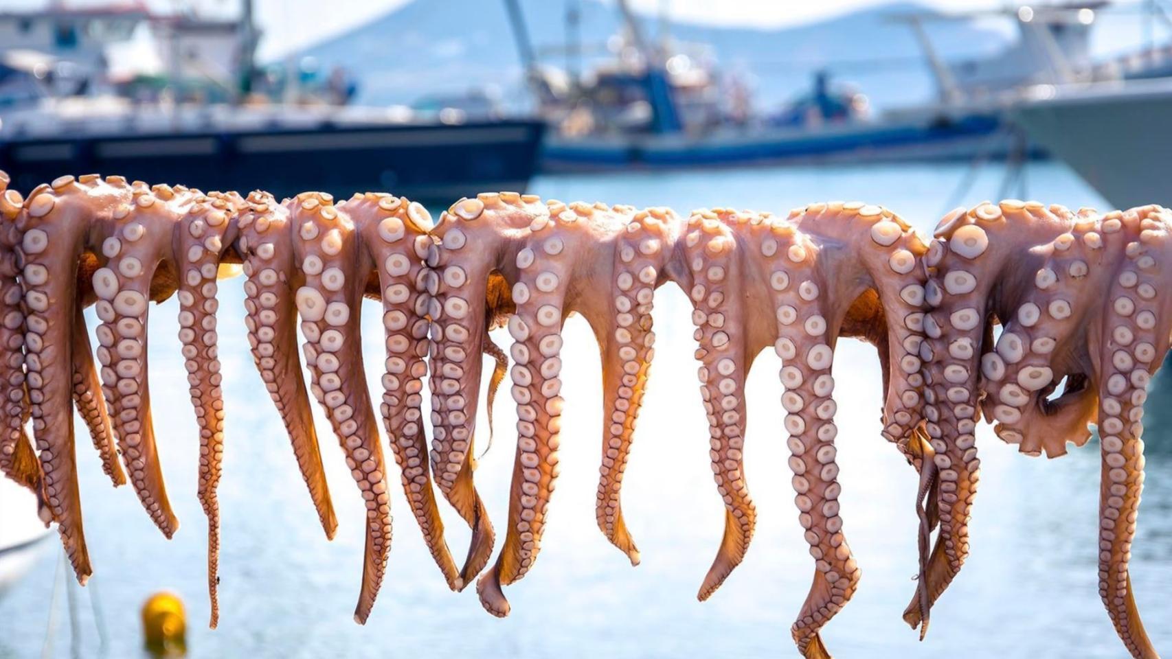 El pueblo español referente donde se pesca más pulpo que en ningún otro lugar: 270 toneladas al año con un puerto líder