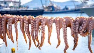 El pueblo español referente donde se pesca más pulpo que en ningún otro lugar: 270 toneladas al año con un puerto líder