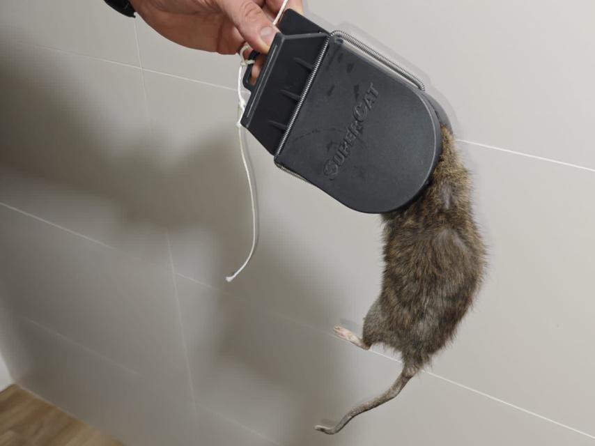 Una rata cazada por una trampa en una vivienda de la localidad murciana de Cieza.