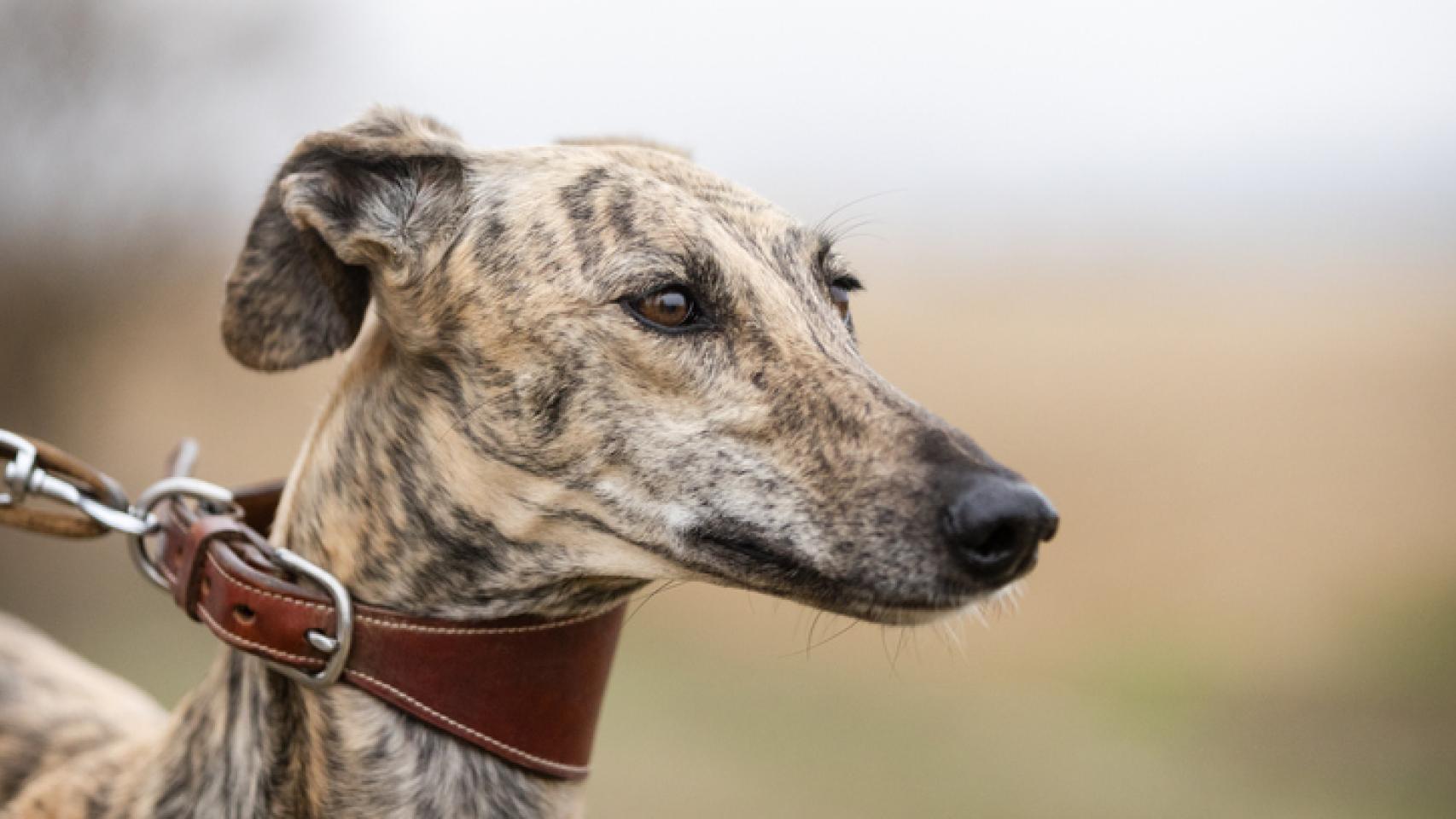 Un galgo. 