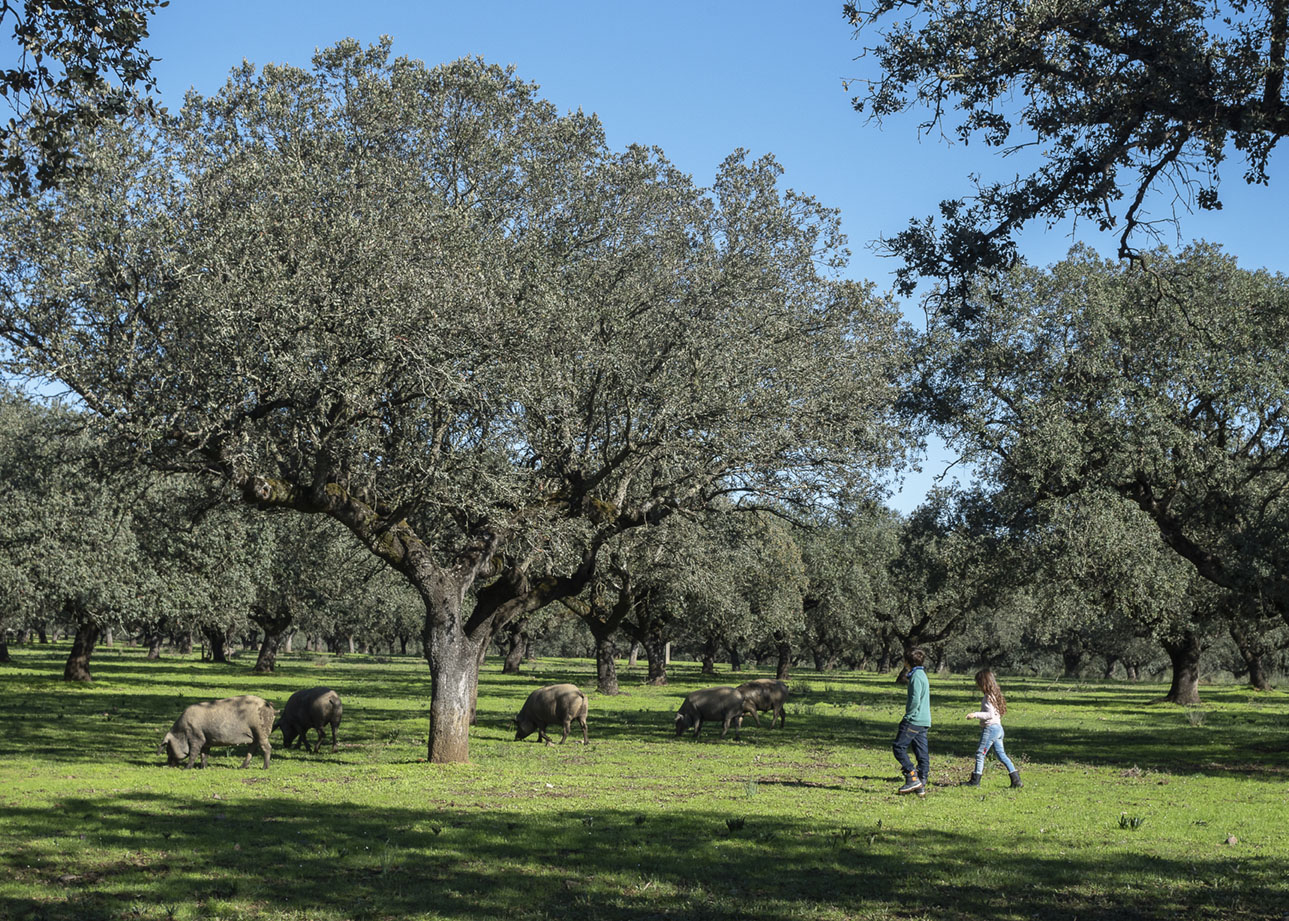 Ruta del Ibérico 'Dehesa de Extremadura' .Turismo de Extremadura