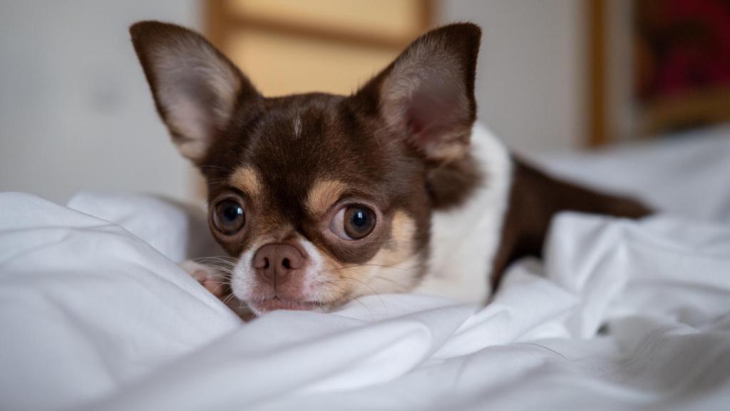 Un perrito. 