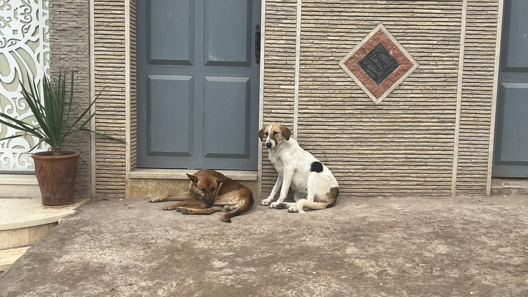 Perros callejeros en Agadir, Marruecos.