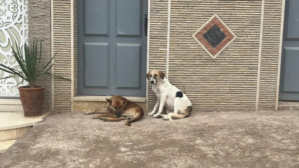 Perros callejeros en Agadir, Marruecos.
