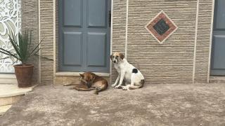 Perros callejeros en Agadir, Marruecos.