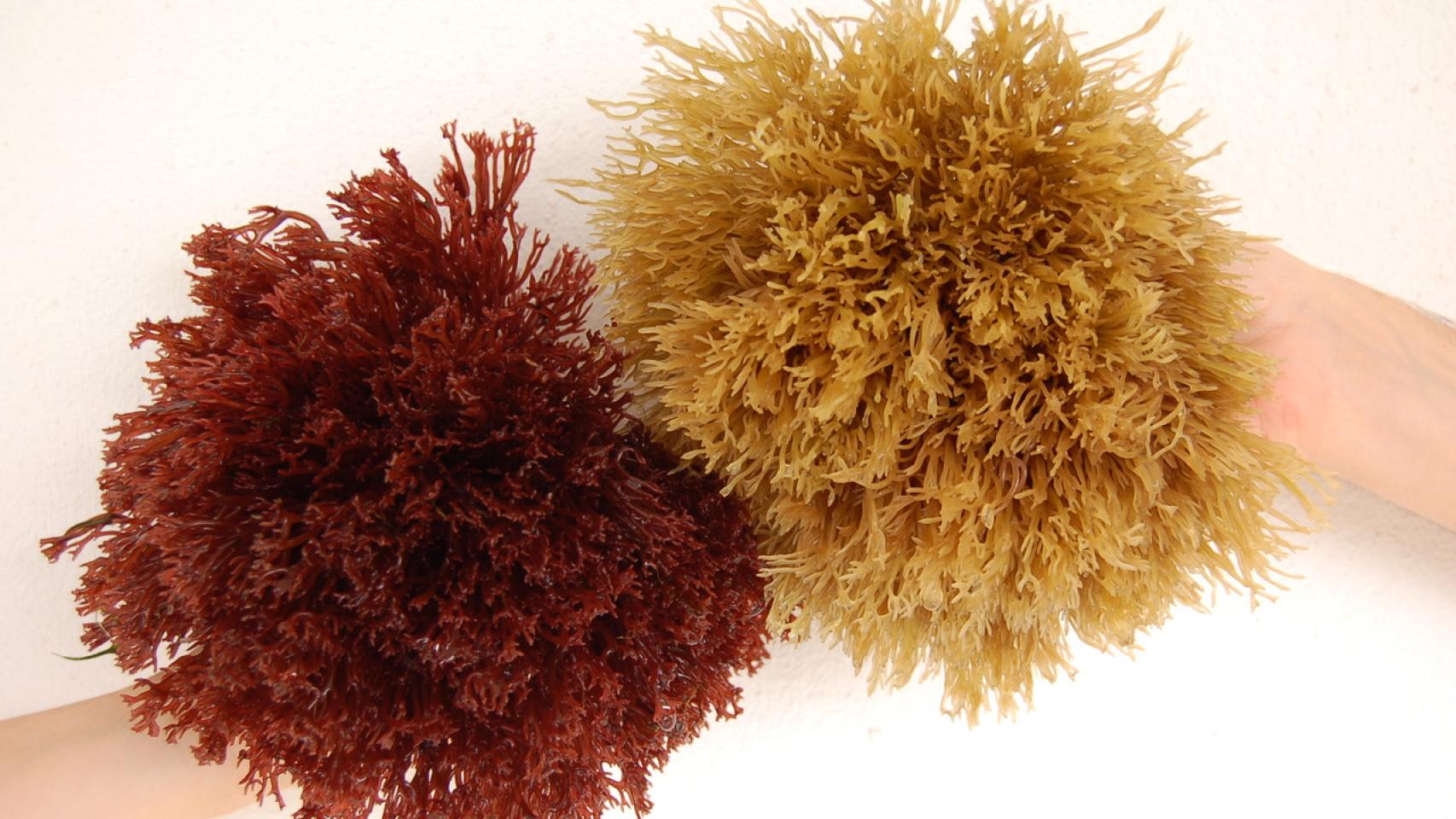 'Gracilaria cornea', un alga roja que en condiciones de cultivo podemos llegar a tenerla con ese color amarillo.