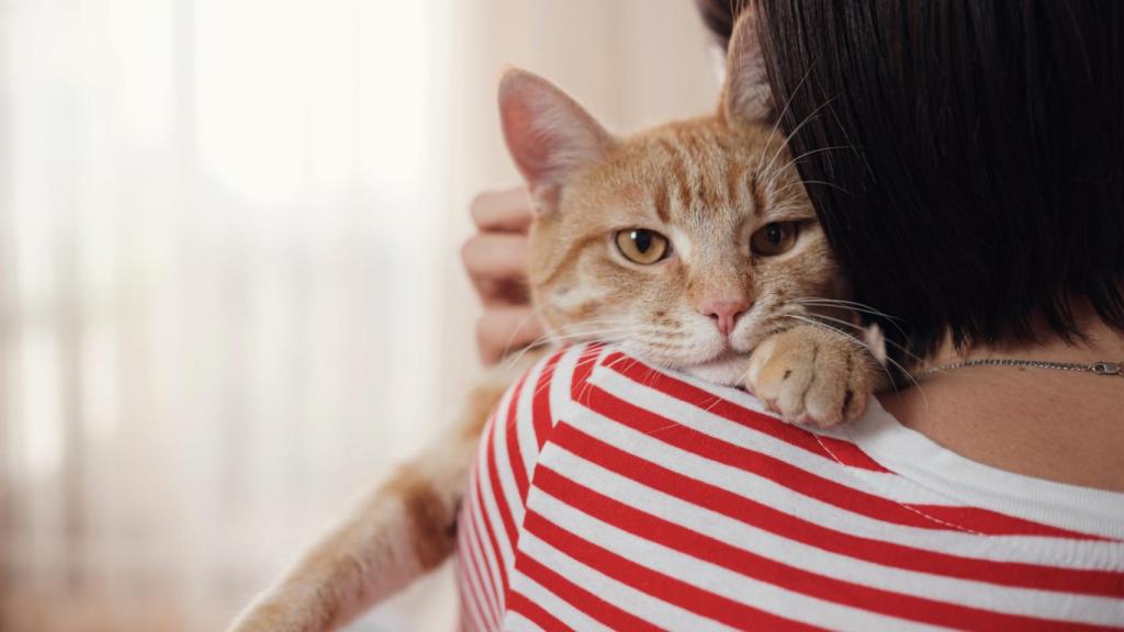 un gato. 