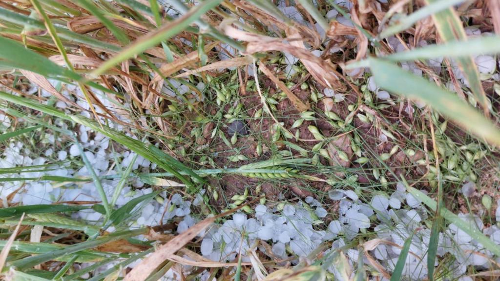 Cultivos afectados por el granizo en el término municipal de Gallur, en Zaragoza.
