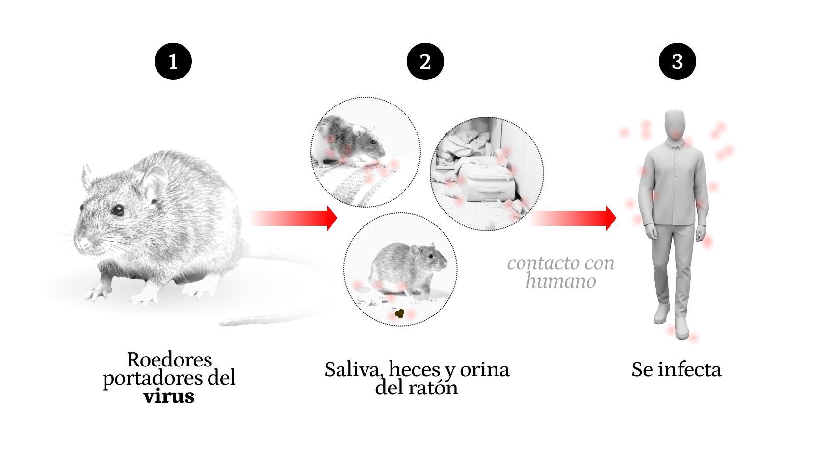 El hantavirus se transmite normalmente a través del contacto con roedores.