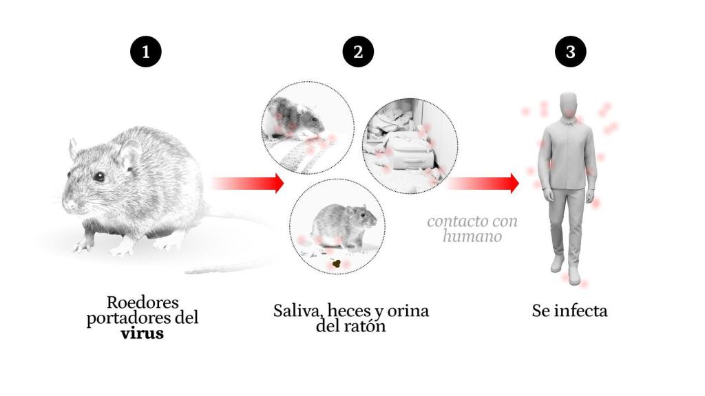 El hantavirus se transmite normalmente a través del contacto con roedores.