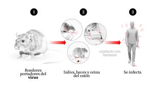 El hantavirus se transmite normalmente a través del contacto con roedores.