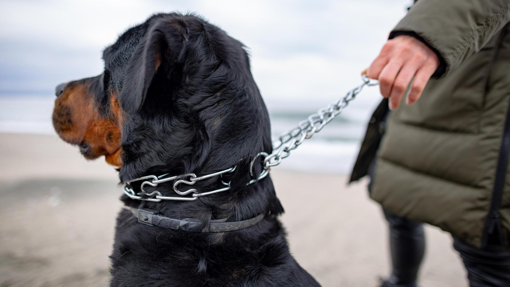 Un perro con un collar de ahogo, en una imagen de Shutterstock.