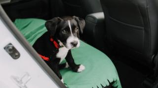 Imagen de archivo de un cachorro de perro.