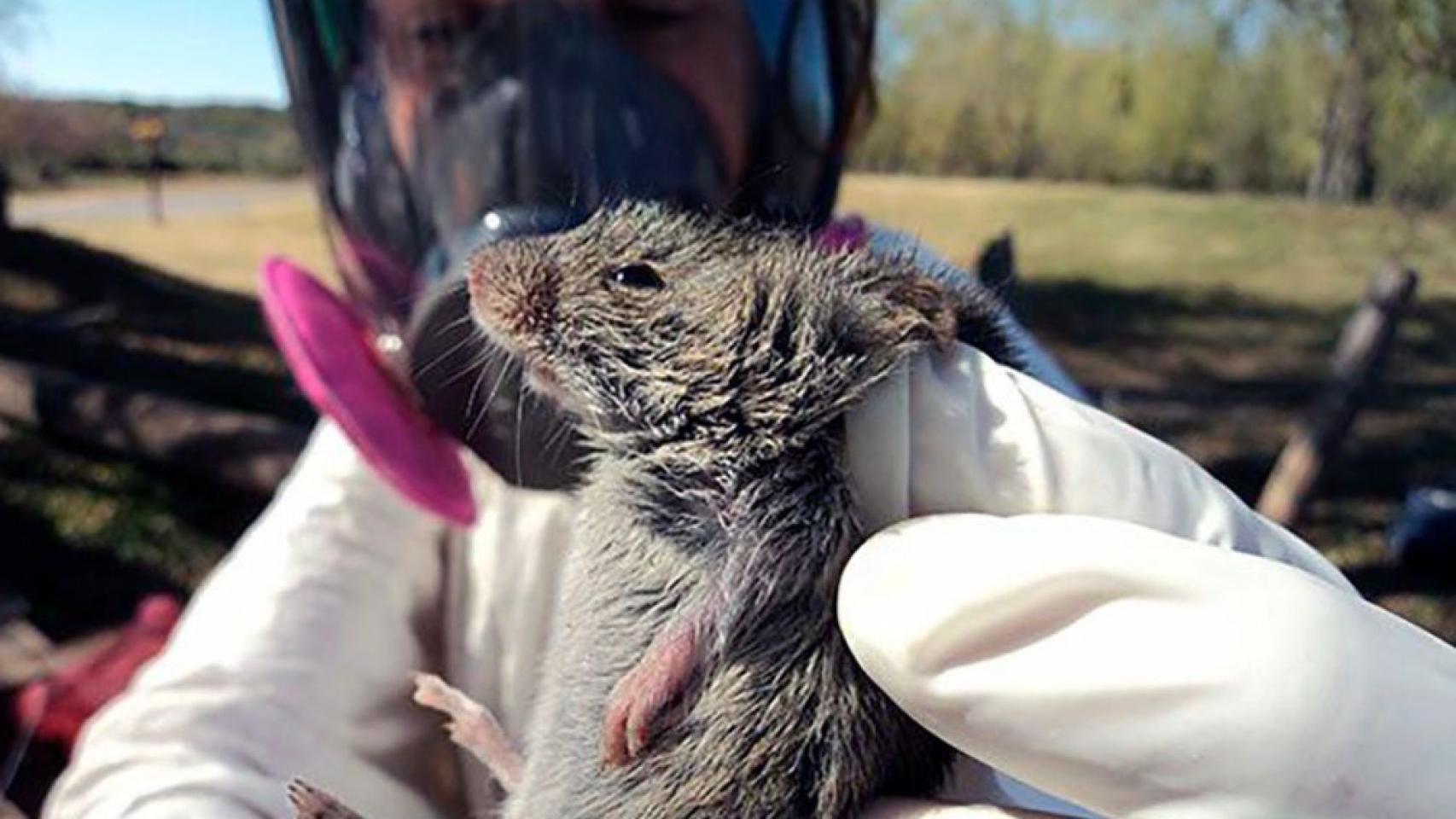 El roedor que origina el hantavirus
