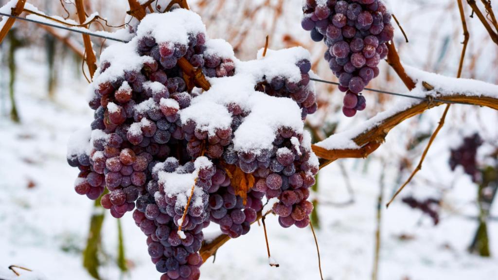 Uvas congeladas a partir de las que se elaboran los vinos de hielo. 