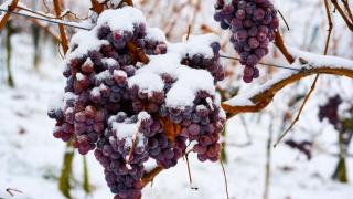 Uvas congeladas a partir de las que se elaboran los vinos de hielo. 