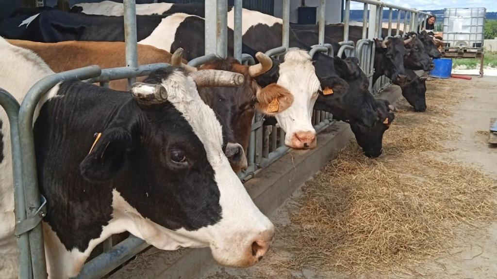 Imagen de las vacas de la Sociedad Cooperativa Crica.