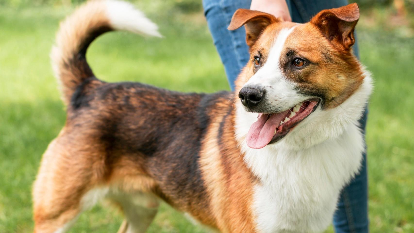 Un perro en un parque