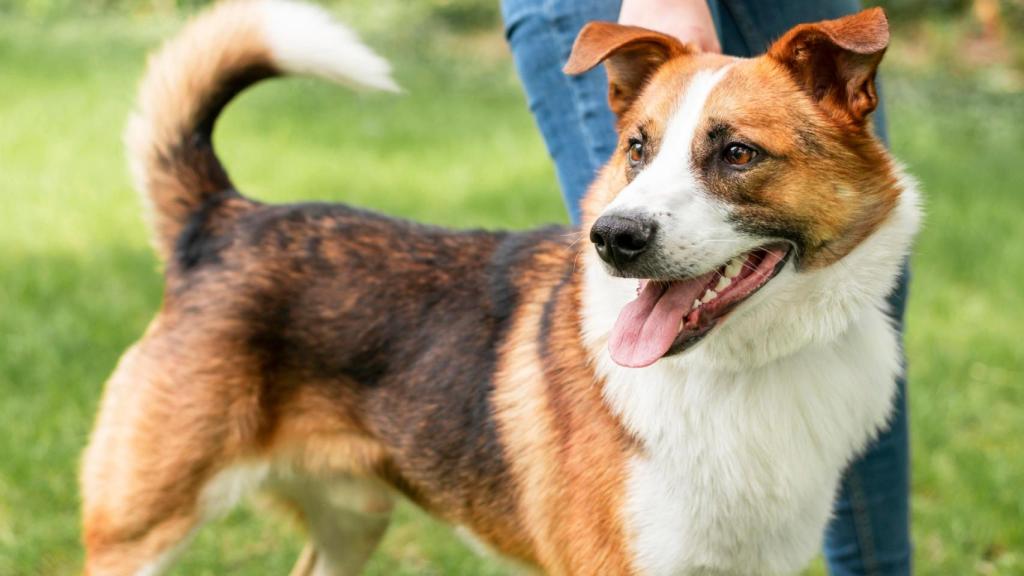 Un perro en un parque