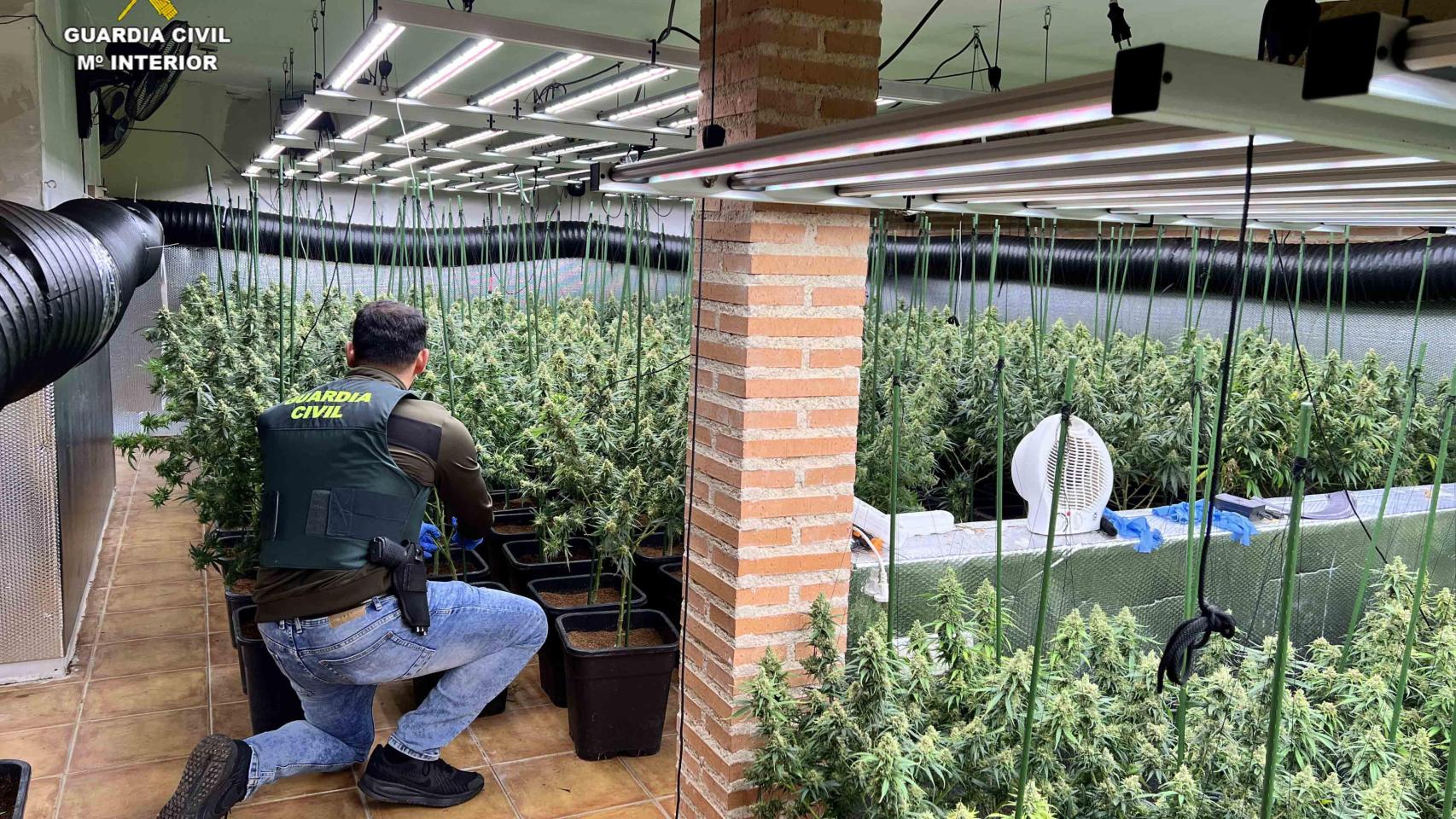 Imagen de la plantación intervenida en Uceda.