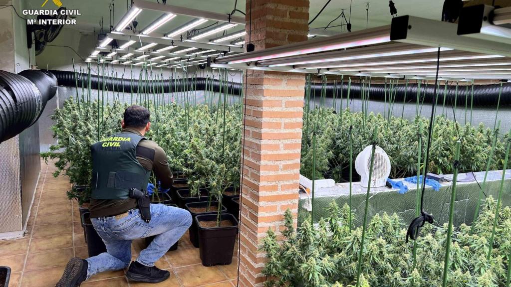 Imagen de la plantación intervenida en Uceda.