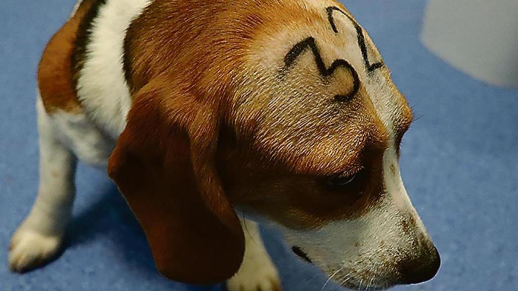 Un beagle de Vivotecnia.