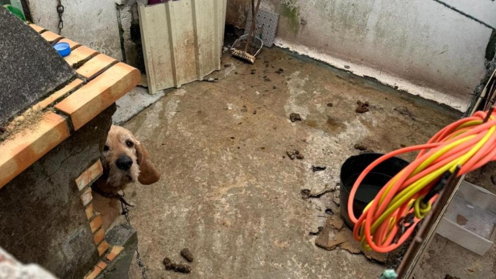Imagen de uno de los animales.