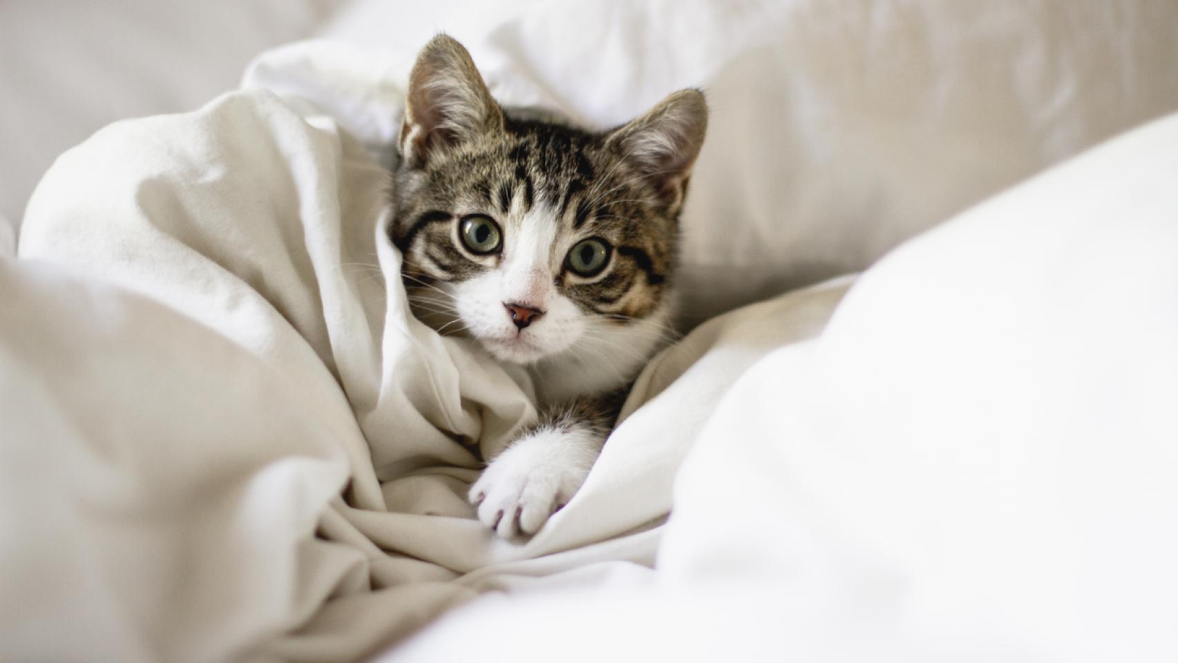 Imagen de un gato.