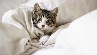 Imagen de un gato.