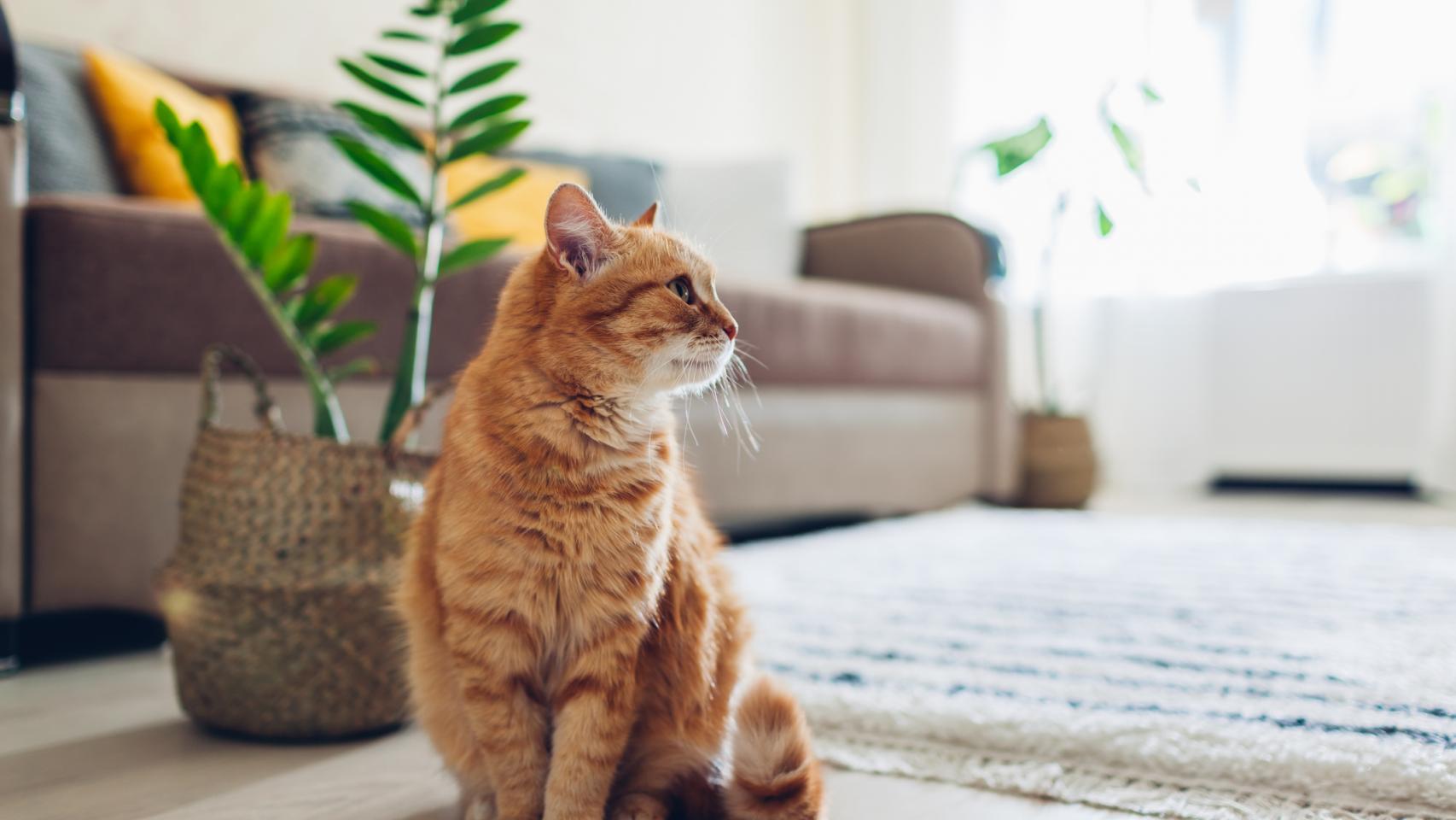 Imagen de un gato.