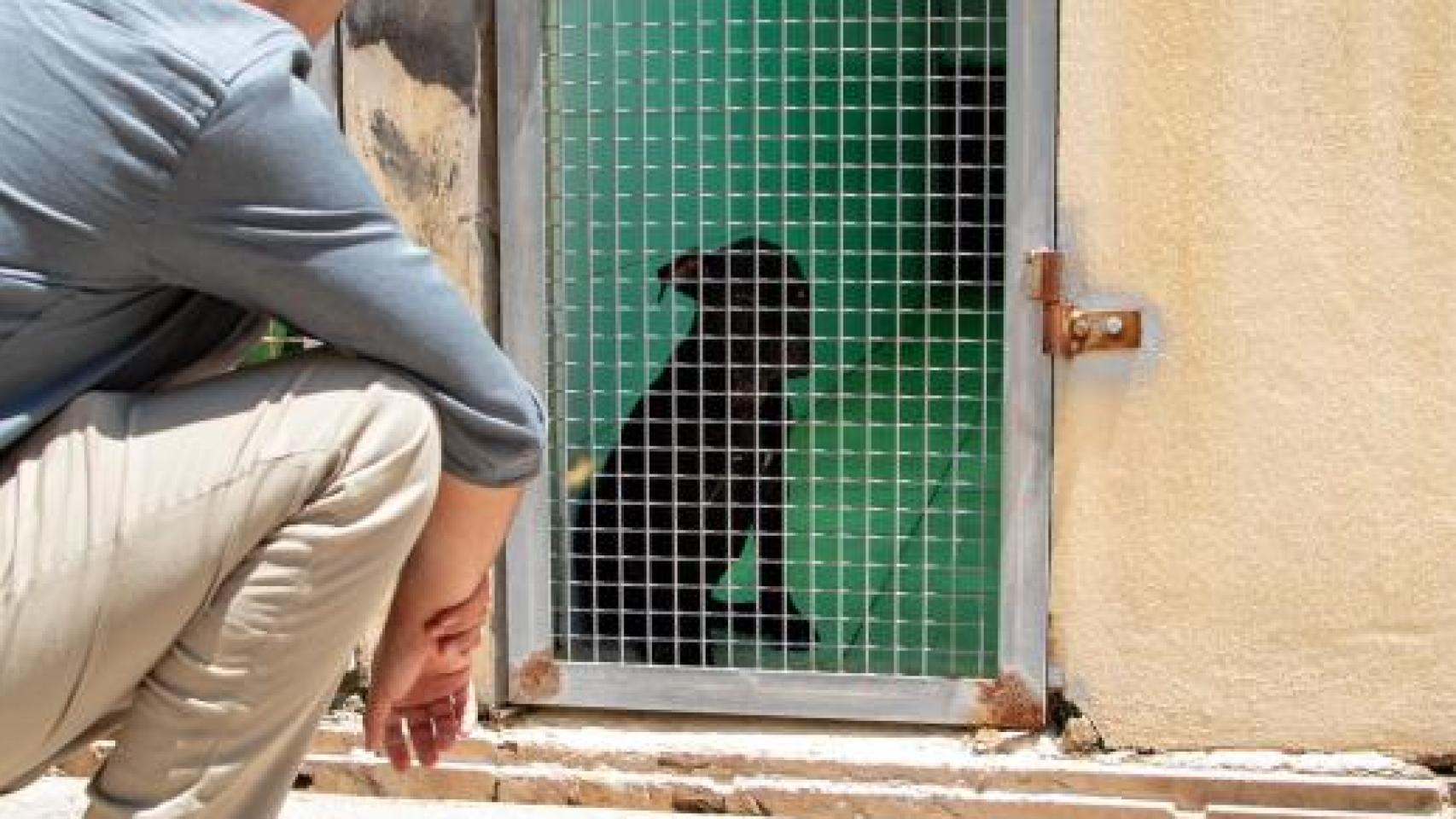 La perra Ikram en la protectora de Ibiza. 