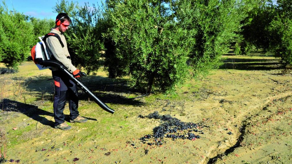 Un agricultor durante la recolección de la aceituna con un soplador de mochila STIHL