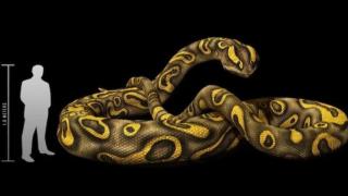 Serpiente prehistórica india.