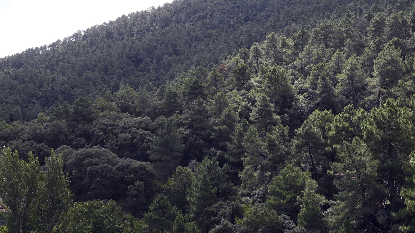Un bosque de la provincia de Burgos