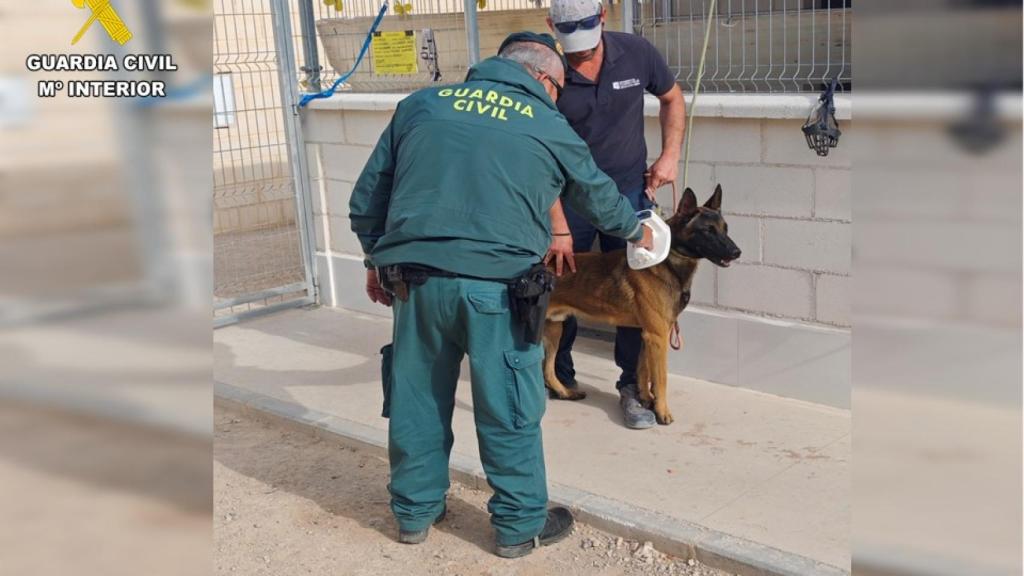 El animal  hallado por la Guardia Civil