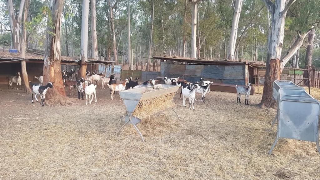 Las cabras payoyas de la explotación del hermano de Diego Cañamero.