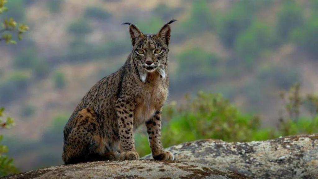 Lince ibérico.