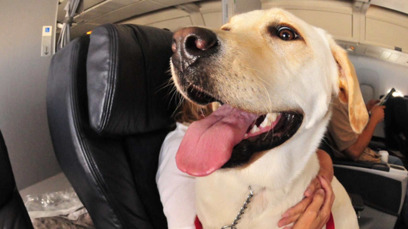 Un perro en un avión. 