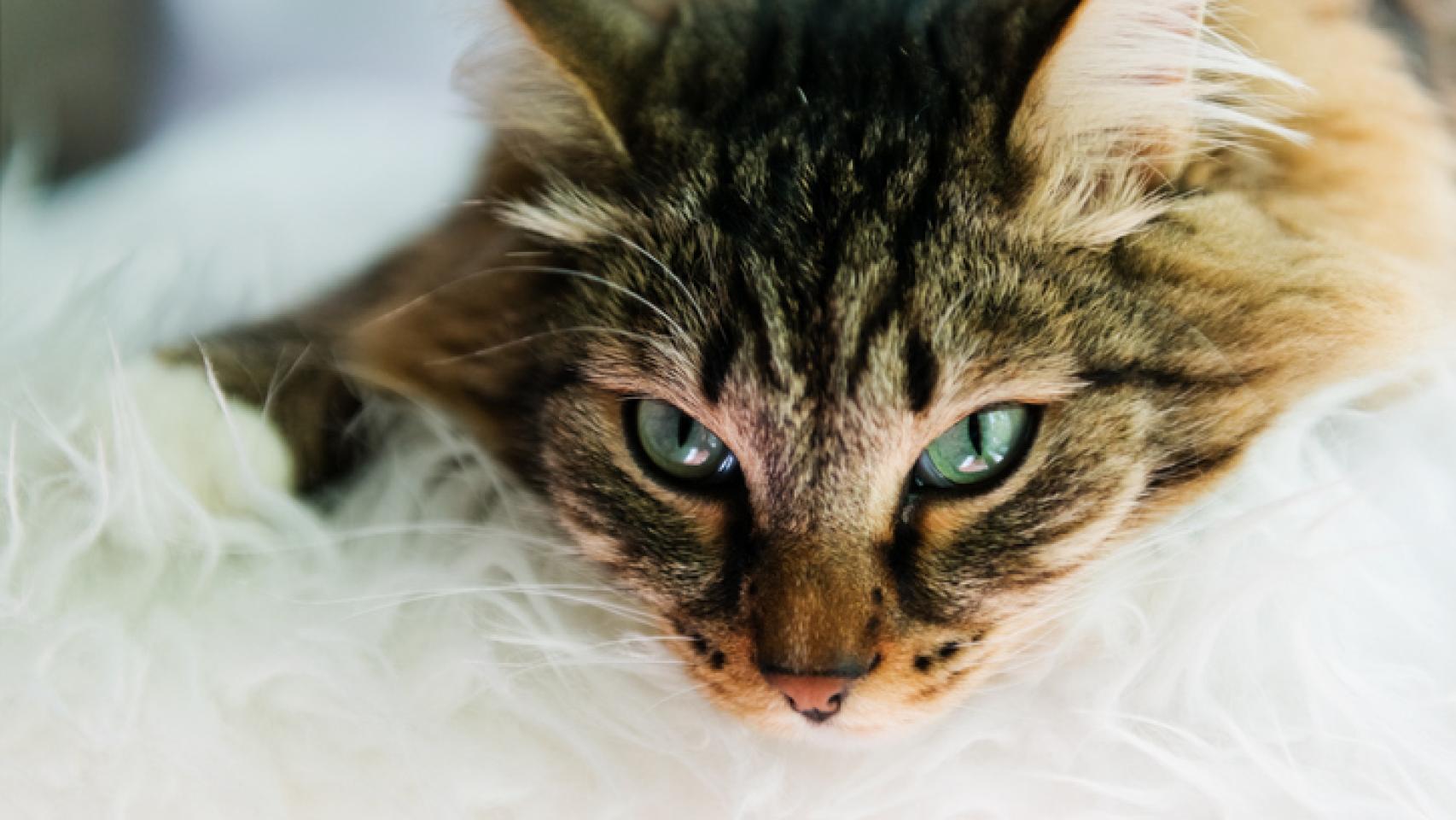Un gato. 