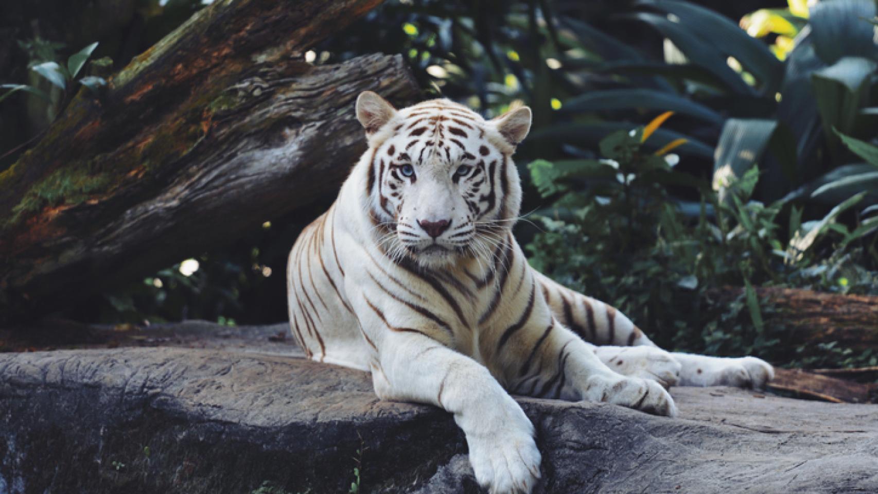 Un tigre blanco. 
