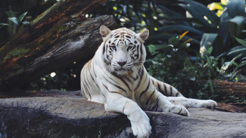 Un tigre blanco. 