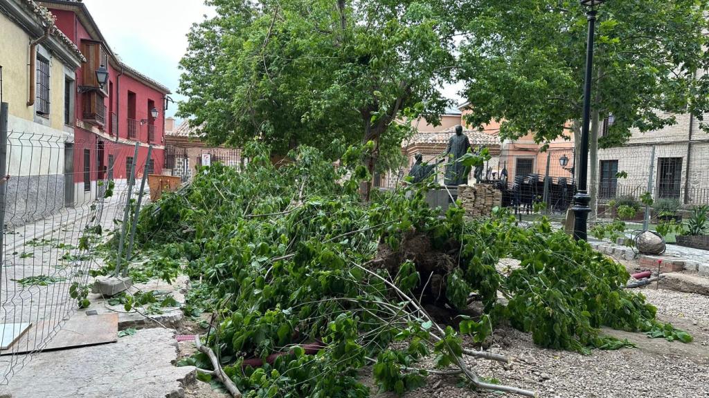 Imagen del árbol vencido por el viento en una céntrica plaza de la ciudad de Toledo.