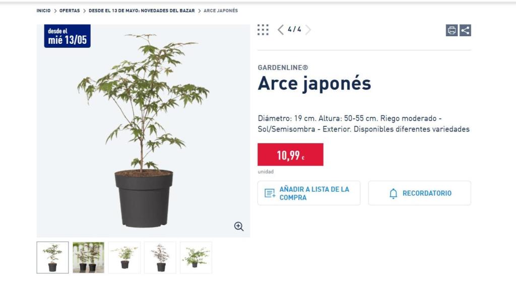 Arce japonés.