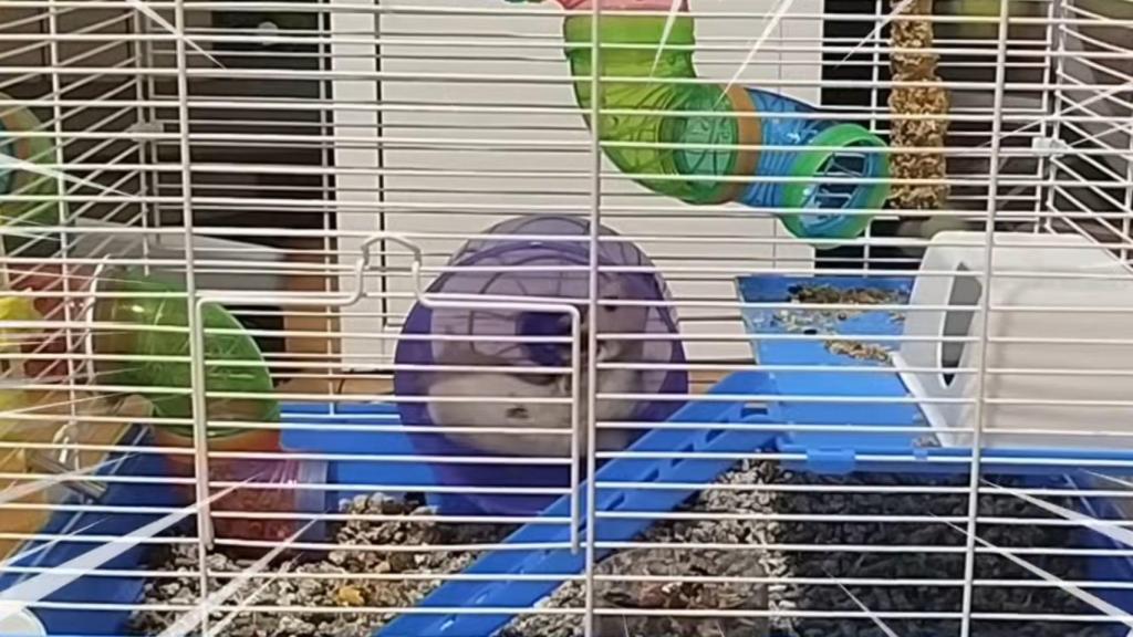 El hamster en su jaula