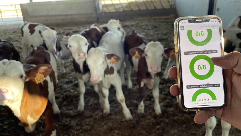 La startup BigGuardian ha desarrollado una herramienta que mide y monitorea la temperatura del ganado vacuno, enviando alertas en caso de anomalías para prevenir enfermedades.