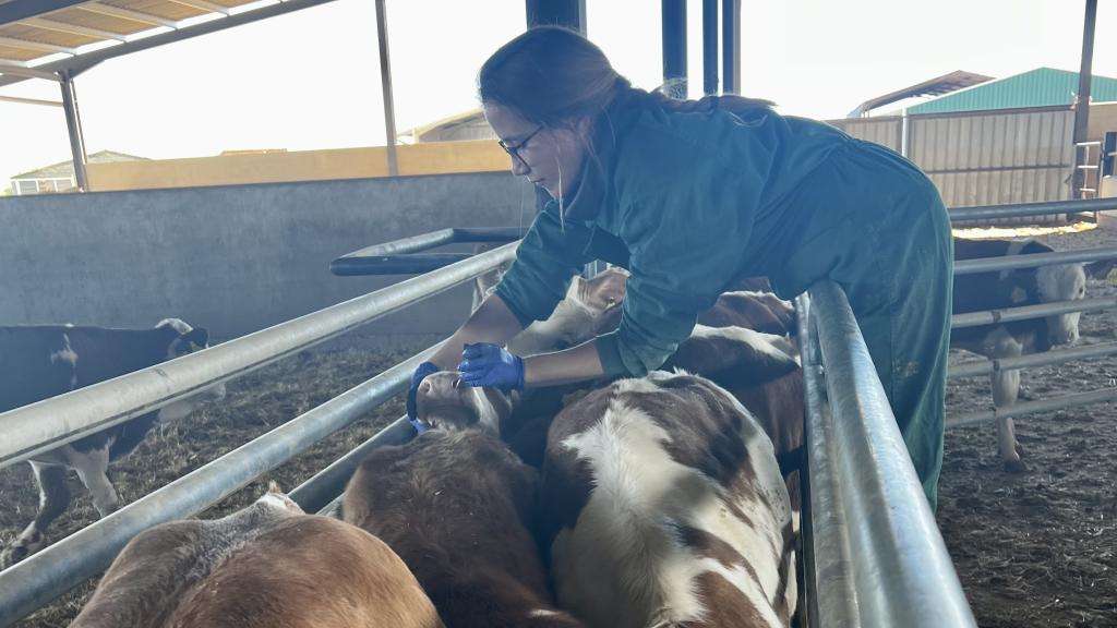 BigGuardian, desarrollado por la EBT Veterinaria de Precisión Diagnóstica, es un ecosistema tecnológico que permite la monitorización continua y no invasiva del estado de salud del ganado.