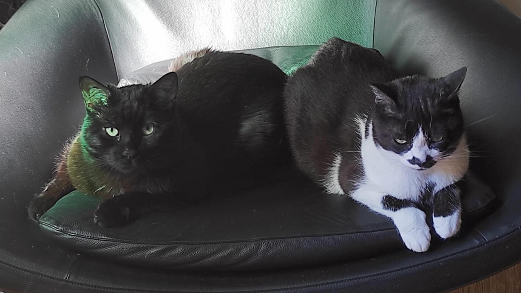 Ulisse y Dusty. 