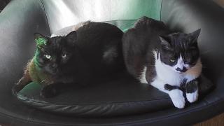 Ulisse y Dusty. 