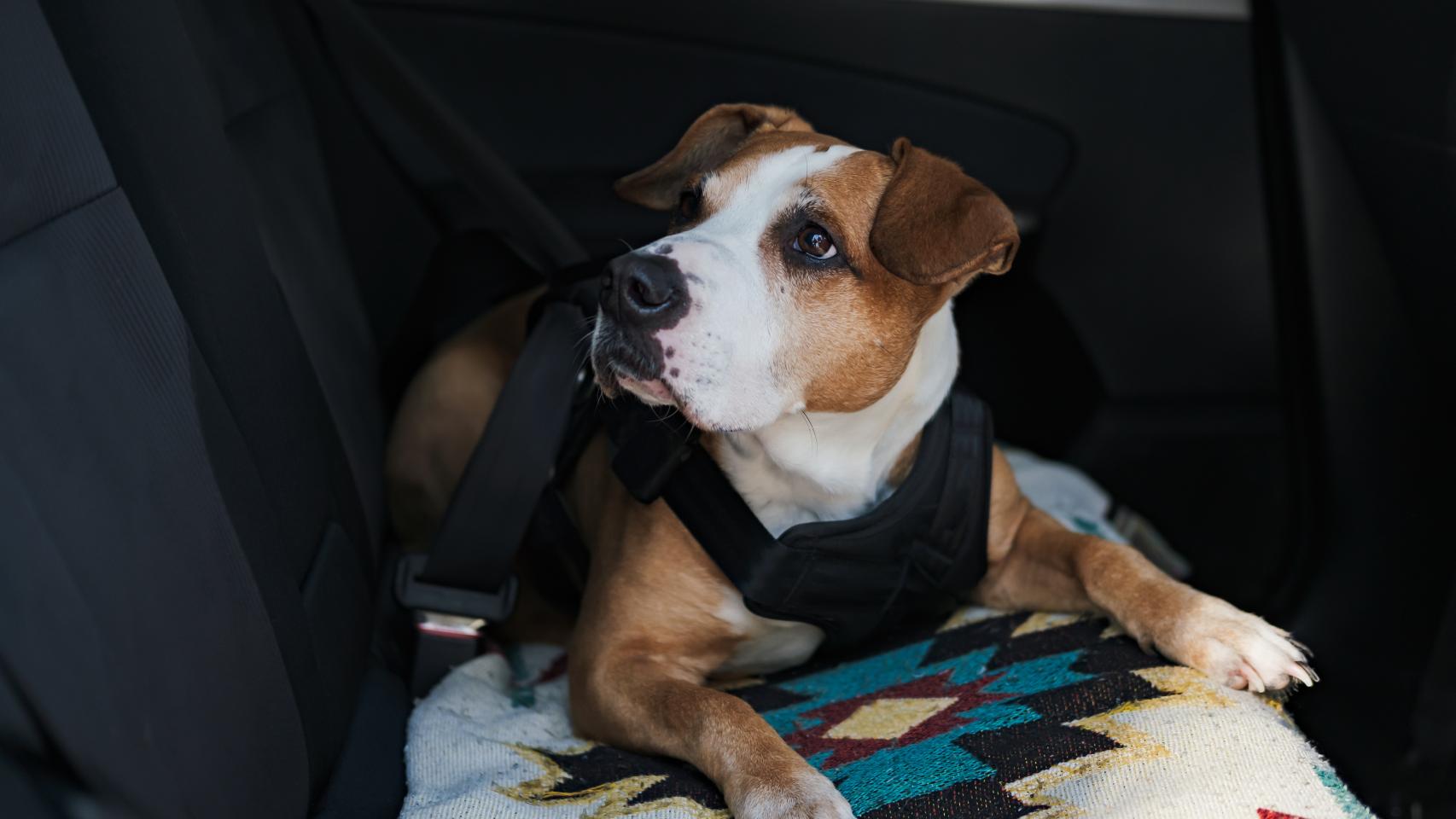 Un perro en un coche. 