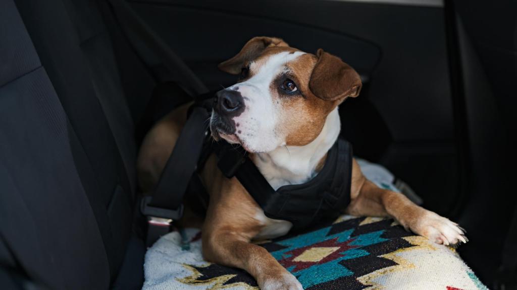Un perro en un coche. 